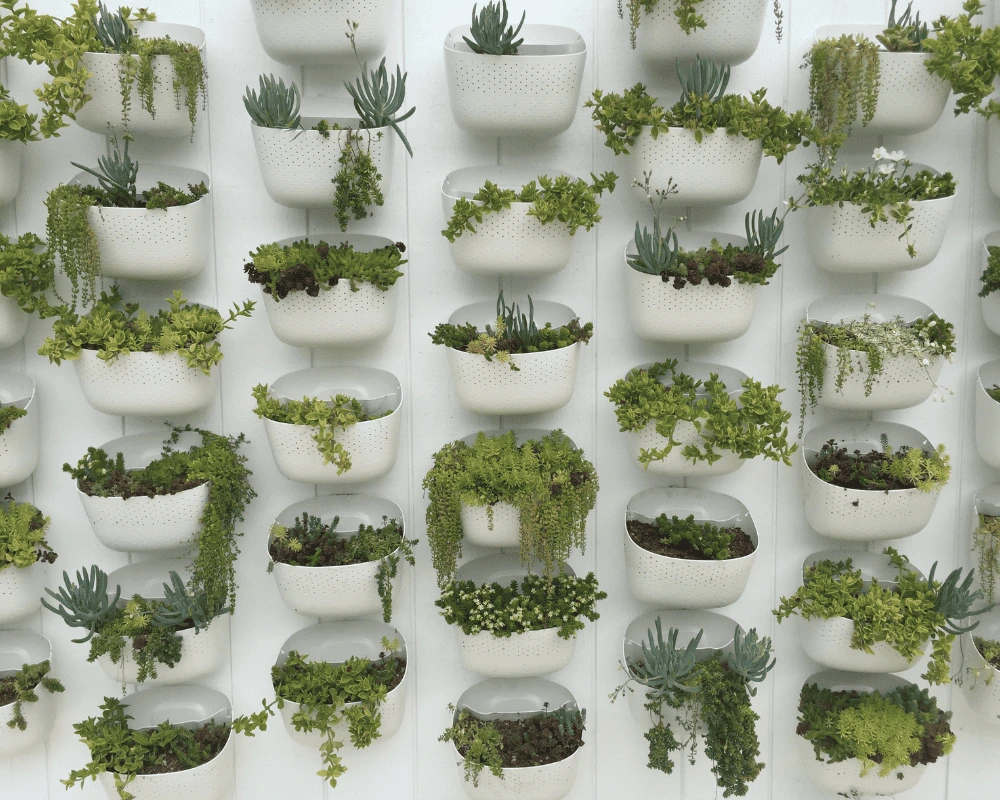 A lush arrangement of green plants in white pots on a vertical garden, showcasing an ideal setup for automated irrigation systems for vertical gardens to maintain healthy and thriving greenery.