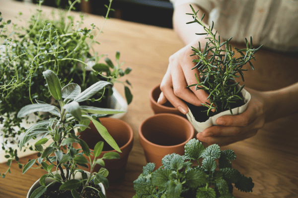 beginner's guide to vertical gardens gardening replanting indoor herbs