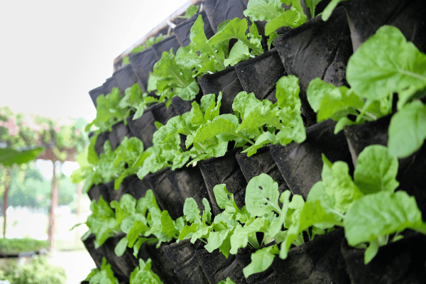 beginner's guide to vertical gardens plant growing vertically in verticalgarden vegetable planted