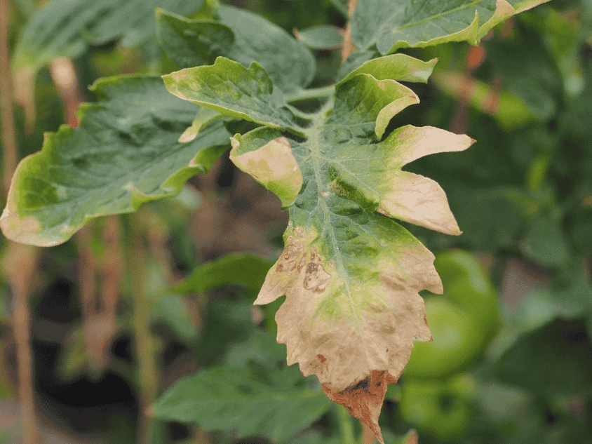 Close-up of a plant leaf showing nutrient burn with yellow and brown edges, illustrating common fertilization mistakes in how to fertilize vertical gardens in small spaces.