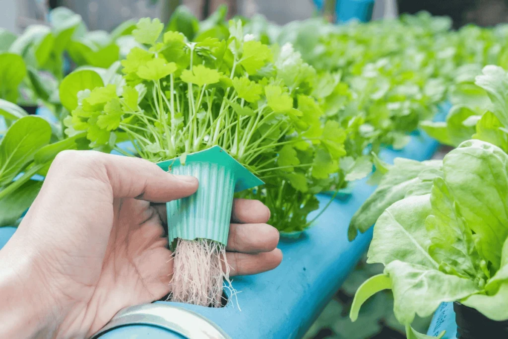 Hand holding a hydroponically grown leafy vegetable with visible roots, illustrating efficient techniques for growing leafy vegetables in small spaces.