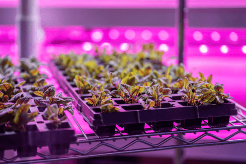 Indoor seedling trays with leafy greens growing under bright pink LED grow lights, illustrating the importance of proper lighting for indoor vegetable cultivation.