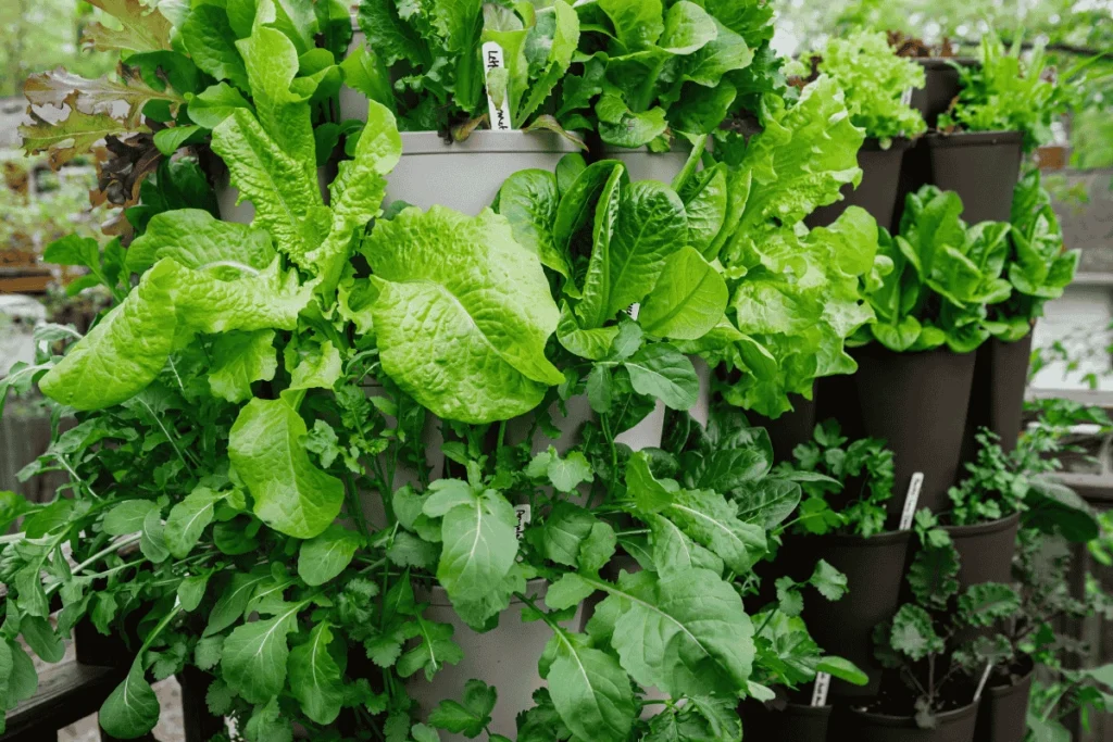 Lush leafy greens growing in compact vertical planters, highlighting why leafy vegetables are ideal for small-space gardening.