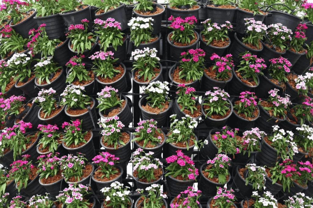 Colorful vertical garden with vibrant pink, white, and purple flowers in black pots, illustrating how to use homemade compost in vertical gardens to promote healthy plant growth.
