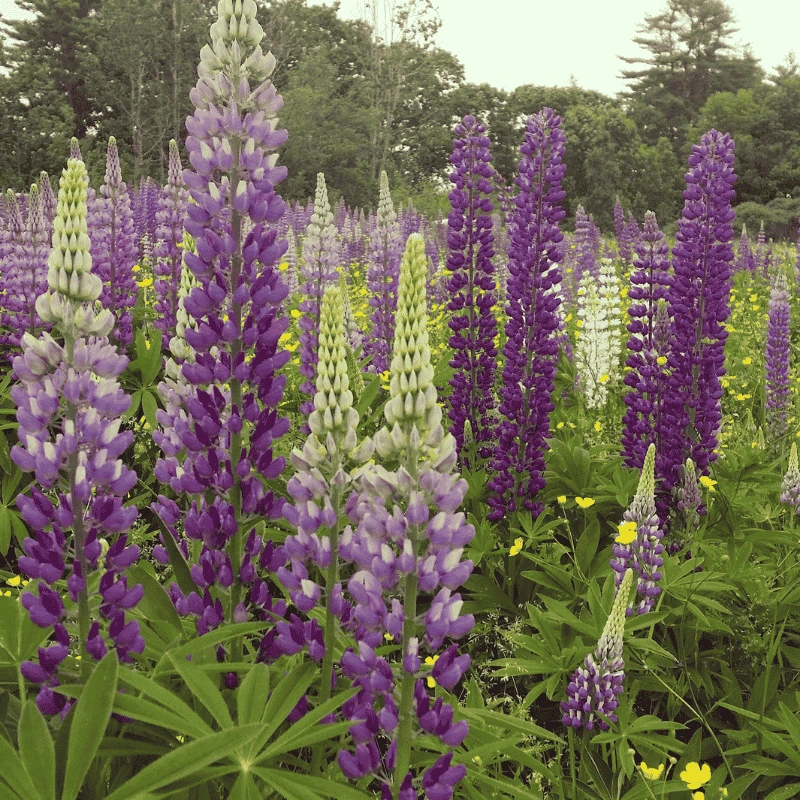 Field of native lupine flowers in full bloom, showcasing the beauty and ecological benefits of incorporating native plants into organic vertical gardens.