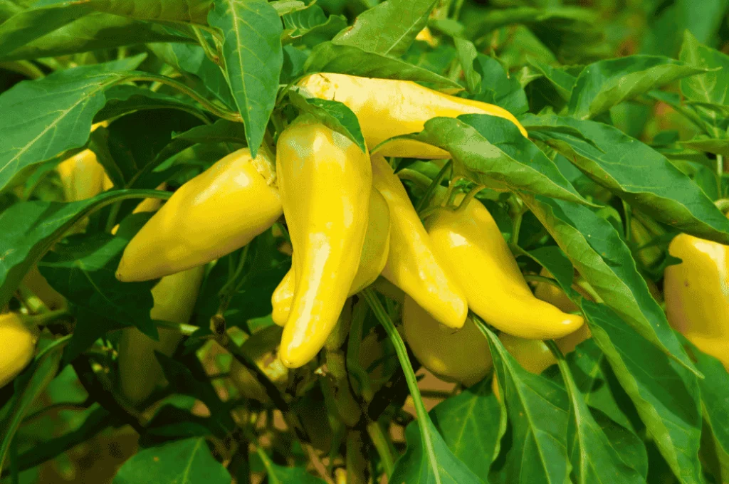 Banana pepper plants with vibrant yellow fruits growing vertically, illustrating colorful pepper varieties for vertical gardens.