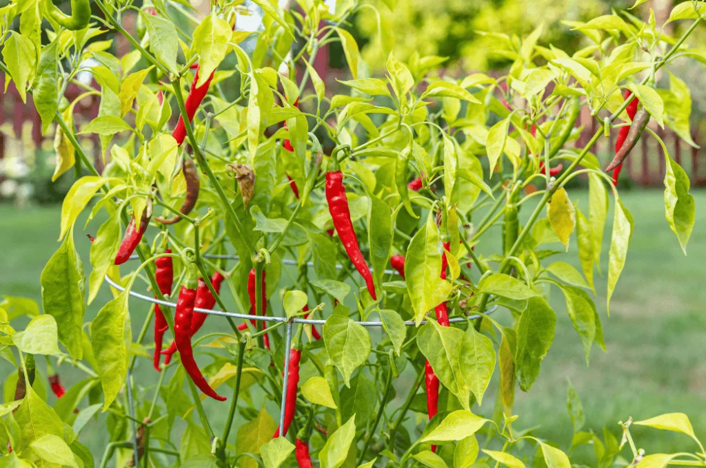 Cayenne peppers with long red fruits cultivated vertically, demonstrating spicy pepper varieties for vertical gardens.
