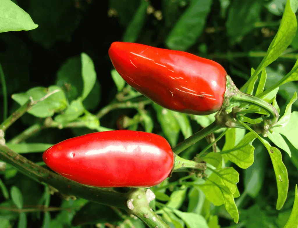 Jalapeรฑo plant growing in a pot, showcasing how pepper varieties for vertical gardens can thrive in small spaces.