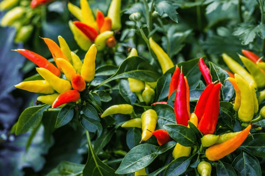 Mini sweet peppers in vibrant colors growing on a plant, highlighting compact and colorful pepper varieties for vertical gardens ideal for small spaces.