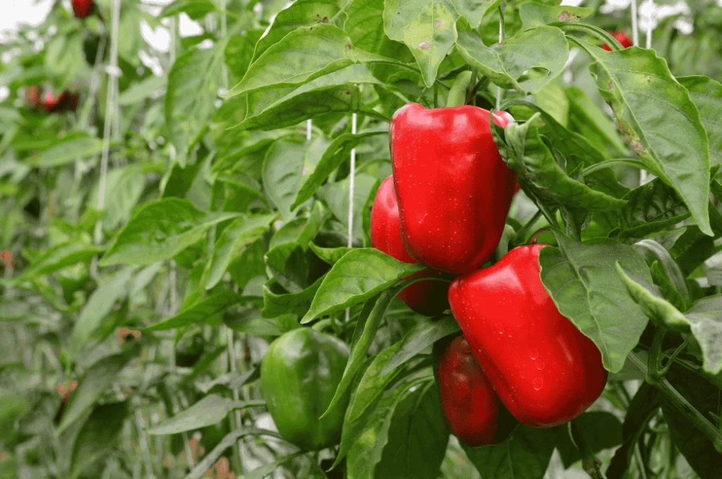 Red and green bell peppers growing on a plant, showcasing one of the most popular pepper varieties for vertical gardens known for its vibrant colors and sweet flavor.