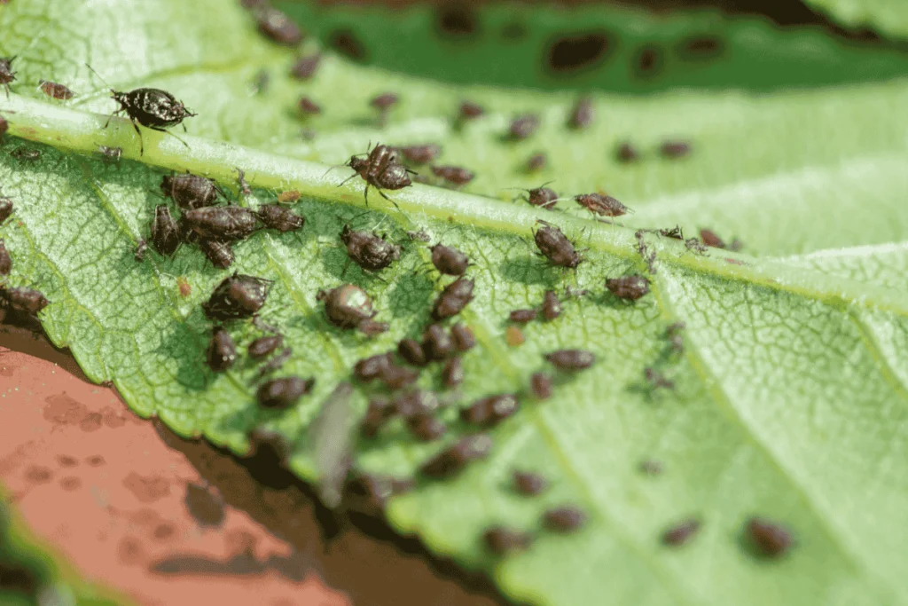 Close-up of aphids on a plant leaf, illustrating common threats and how to prevent pests in vertical gardens naturally.