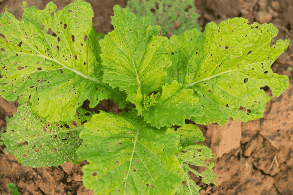 Leaf with visible pest damage and multiple holes, illustrating common signs of infestations and how to prevent pests in vertical gardens naturally.