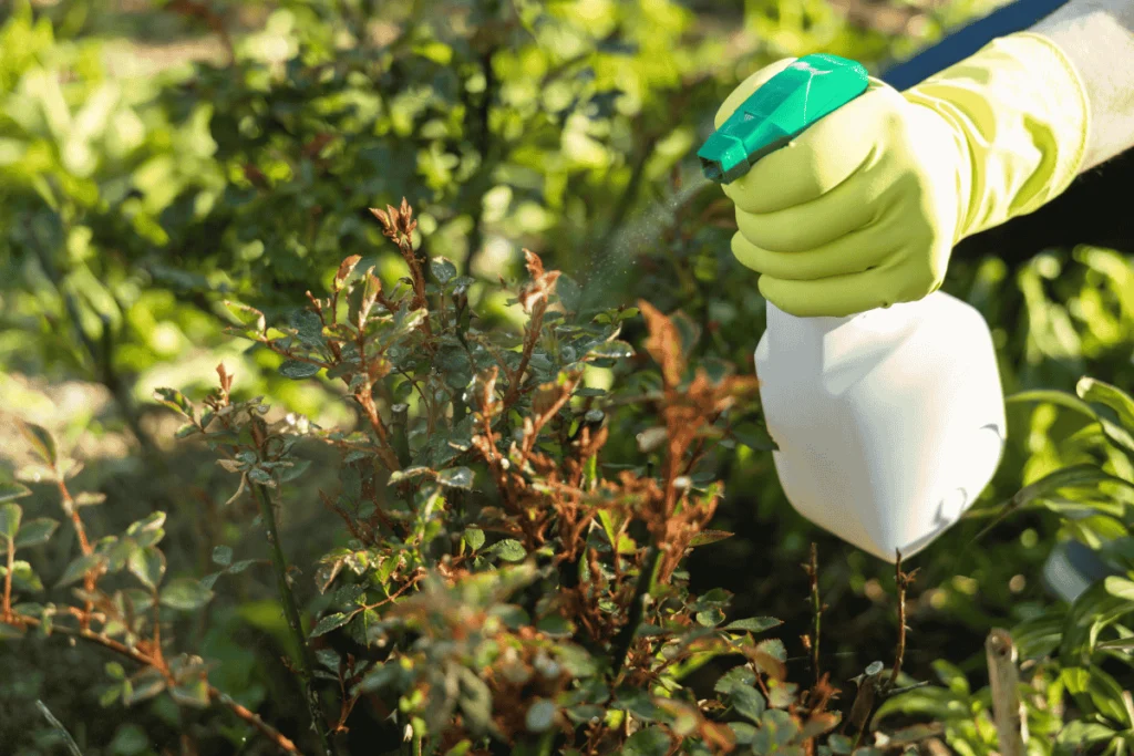 Person applying a natural pest control solution to plants, demonstrating eco-friendly ways to prevent pests in vertical gardens naturally.