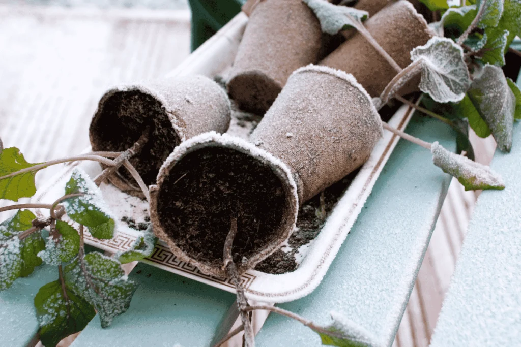 Tips for Keeping Vertical Gardens Healthy During Winter: Biodegradable pots and frost-covered plants highlight the challenges of cold temperatures for growing in limited spaces.