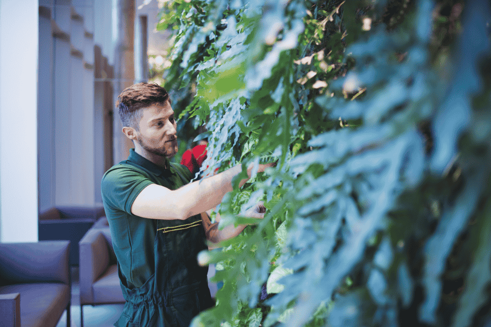 A gardener inspecting and maintaining a lush green vertical garden indoors, ensuring plant health and longevity in Vertical Gardens in Small Spaces. Regular maintenance like pruning and cleaning keeps the garden thriving.