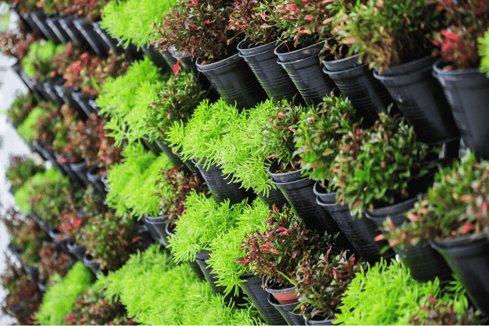 A well-organized vertical garden with multiple rows of potted plants, demonstrating efficient use of space in Vertical Gardens in Small Spaces. Layering plants strategically helps maximize growth and aesthetics.