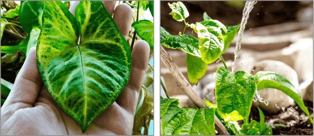 Comparison between a healthy plant and a plant with yellowing leaves and signs of overwatering, illustrating the importance of Efficient Irrigation in Indoor Vertical Gardens for plant health."