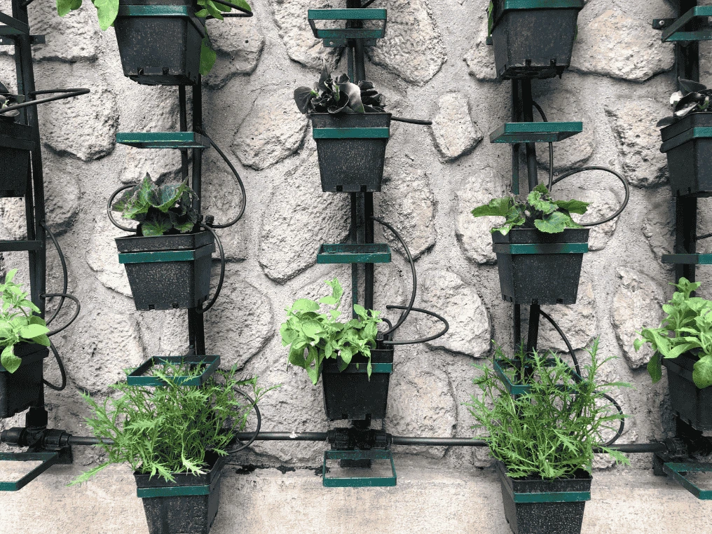 Drip irrigation system installed in a vertical garden, with visible tubes and emitters delivering water directly to the plants' roots.