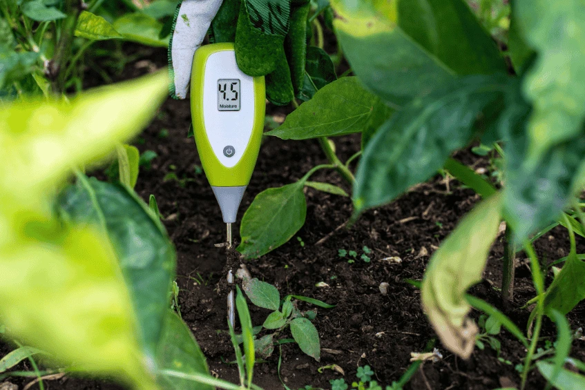 Hygrometer being used to measure soil moisture levels in a garden, demonstrating the importance of monitoring humidity for proper irrigation.
