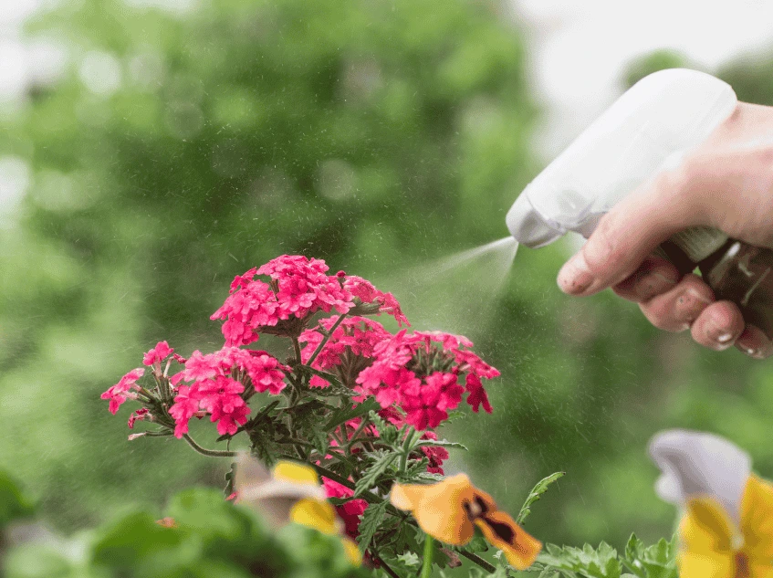 Person using a spray bottle to water plants, demonstrating spot watering or humidity control in a garden