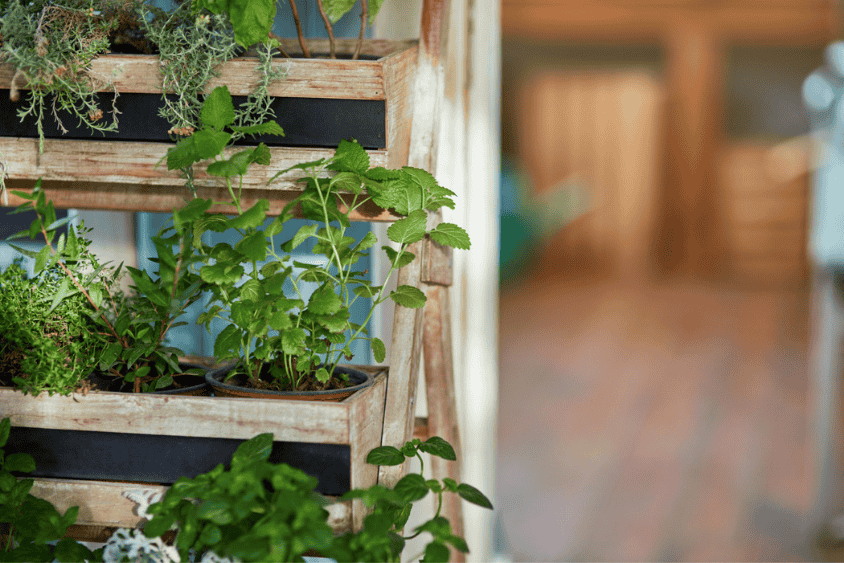 Medicinal herbs, including mint, growing in a vertical garden made from wooden crates, highlighting an efficient and sustainable way to cultivate herbs for vertical gardens.