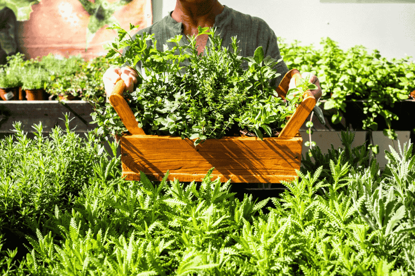 Person holding a basket of freshly harvested medicinal herbs, such as rosemary and thyme, showcasing the abundance of herbs that can be grown in a vertical garden for natural remedies.