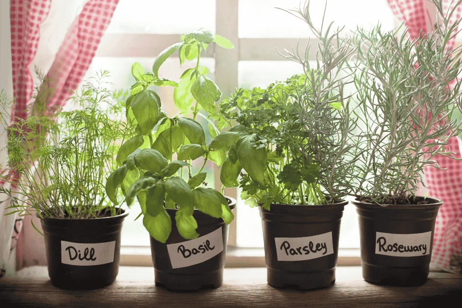Herbs such as dill, basil, parsley, and rosemary in labeled pots, showcasing the importance of labeling in a medicinal vertical garden for easy identification.