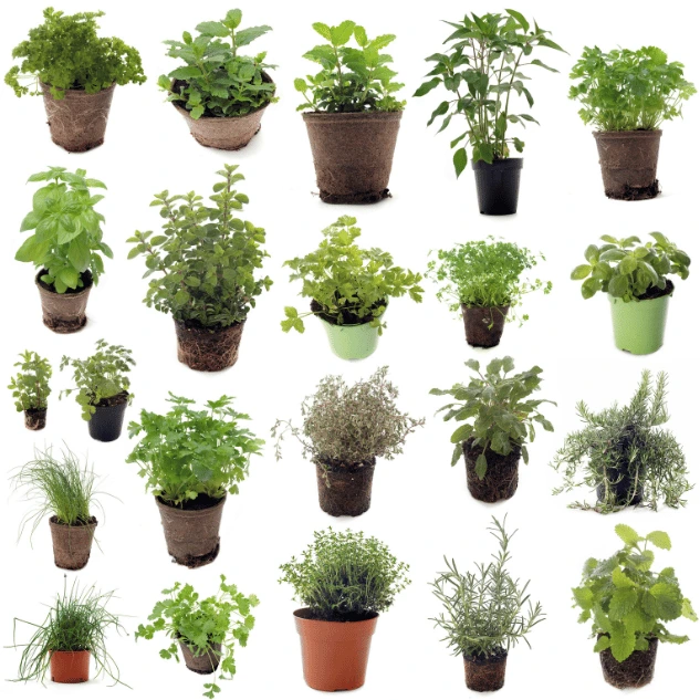 Various aromatic plants in pots, ideal for vertical gardens in apartments. Includes herbs like basil, mint, rosemary, and parsley, displayed on a white background.